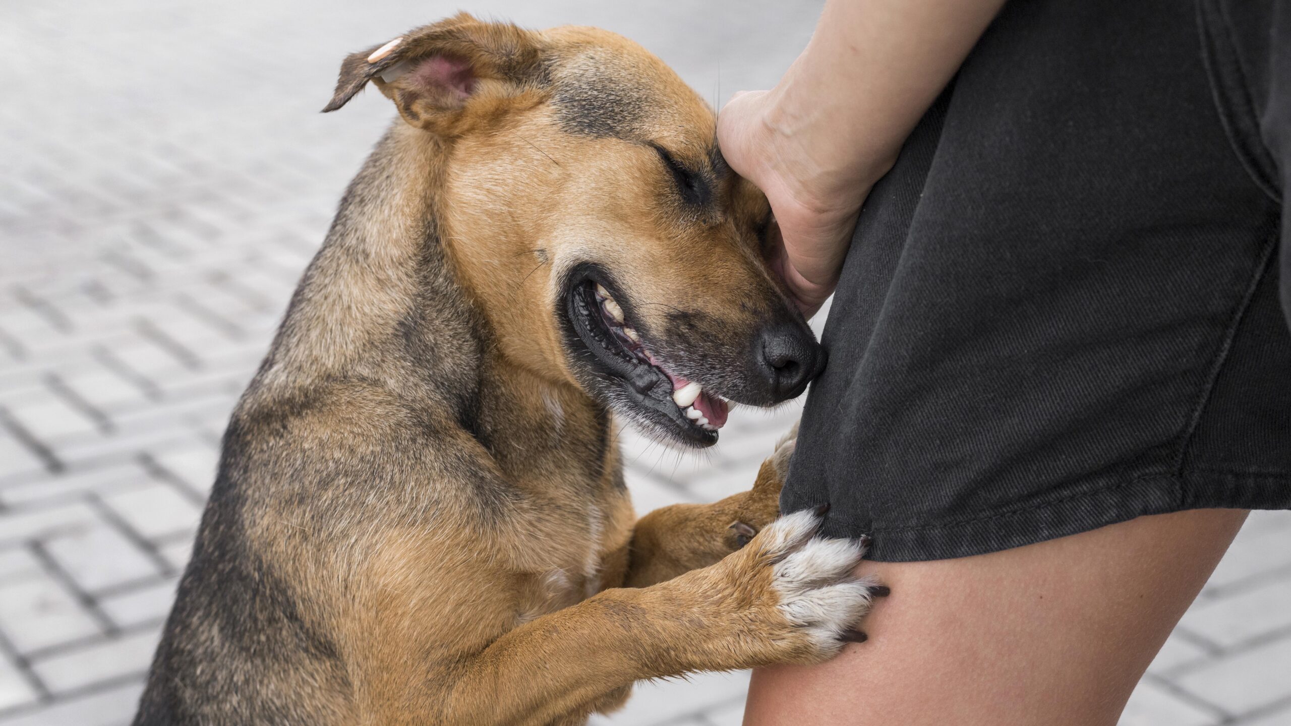 Rabies Vaccination