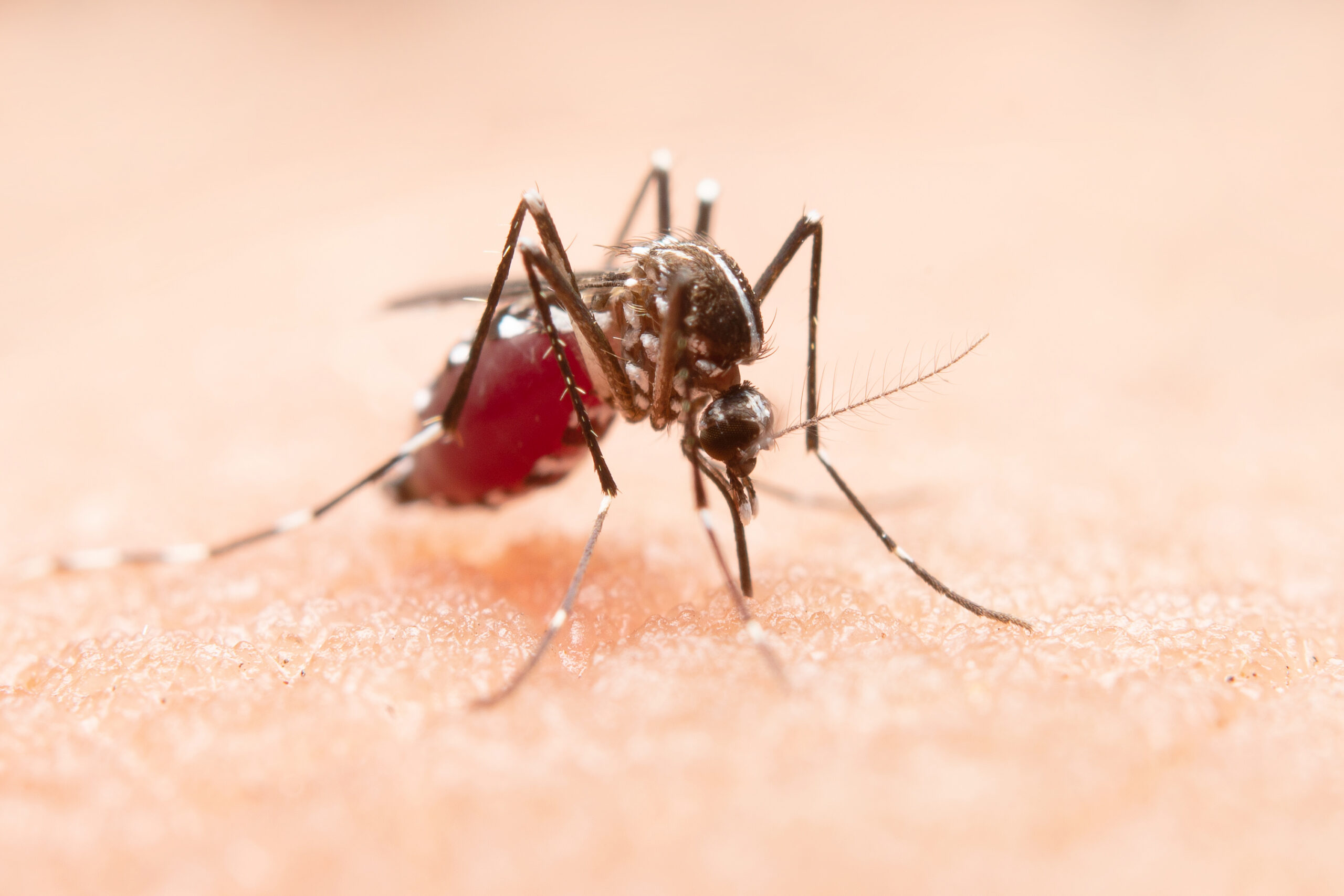 Prescription Antimalarial Medication & Prevention